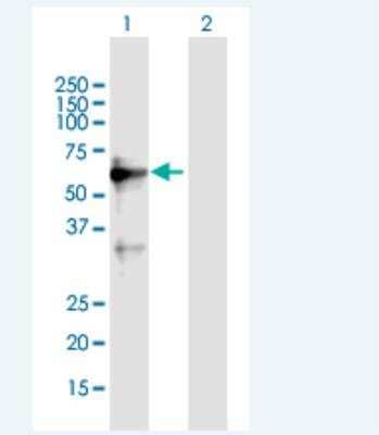 Western Blot: ZNF554 Antibody [H00115196-B01P-50ug] - Analysis of ZNF554 expression in transfected 293T cell line  by ZNF554 MaxPab polyclonal antibody.  Lane 1: ZNF554 transfected lysate(59.18 KDa). Lane 2: Non-transfected lysate.