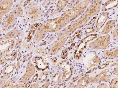 Immunohistochemistry-Paraffin: ZNF558 Antibody [NBP2-97849] - Immunochemical staining of human ZNF558 in human kidney with rabbit polyclonal antibody at 1:500 dilution, formalin-fixed paraffin embedded sections.