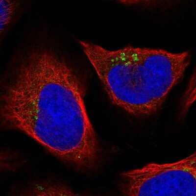 Immunocytochemistry/Immunofluorescence: ZNF564 Antibody [NBP1-92630] - Staining of human cell line U-2 OS shows positivity in golgi apparatus.