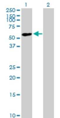 Western Blot: ZNF565 Antibody [H00147929-B01P] - Analysis of ZNF565 expression in transfected 293T cell line by ZNF565 polyclonal antibody.  Lane 1: ZNF565 transfected lysate(54.89 KDa). Lane 2: Non-transfected lysate.