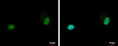 Immunocytochemistry/Immunofluorescence: ZNF567 Antibody [NBP2-21028] - ZNF567 antibody detects ZNF567 protein at nucleus by immunofluorescent analysis. Sample: PC-3 cells were fixed in 4% paraformaldehyde at RT for 15 min. Green: ZNF567 protein stained by ZNF567 antibody diluted at 1:500. Blue: Hoechst 33342 staining.