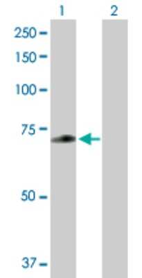 Western Blot ZNF567 Antibody - Azide and BSA Free
