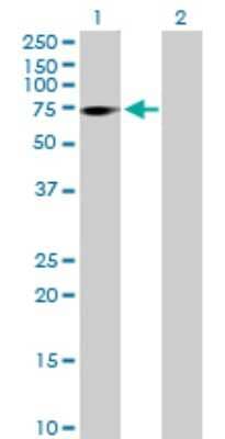 Western Blot: ZNF571 Antibody [H00051276-B01P] - Analysis of ZNF571 expression in transfected 293T cell line by ZNF571 polyclonal antibody.  Lane 1: ZNF571 transfected lysate(66.99 KDa). Lane 2: Non-transfected lysate.