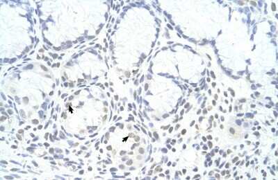 Immunohistochemistry-Paraffin: ZNF580 Antibody [NBP1-80333] - Human Stomach Tissue, Epithelial cells of funic gland (Indicated with Arrows) 4-8ug/ml.