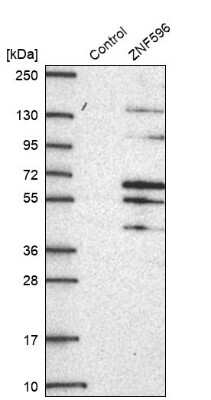 Western Blot: ZNF596 Antibody [NBP2-49183] - Analysis in control (vector only transfected HEK293T lysate) and ZNF596 over-expression lysate (Co-expressed with a C-terminal myc-DDK tag (3.1 kDa) in mammalian HEK293T cells).