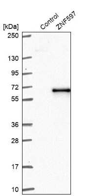 Western Blot ZNF597 Antibody