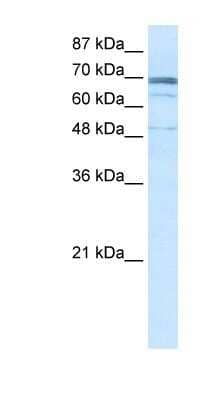 Western Blot ZNF614 Antibody - BSA Free