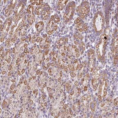Immunohistochemistry-Paraffin: ZNF615 Antibody [NBP2-13587] - Staining of human stomach, upper shows strong granular cytoplasmic positivity in glandular cells.