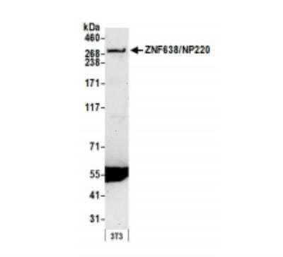 Western Blot ZNF638 Antibody