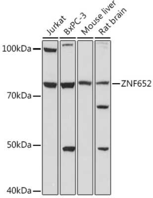 Western Blot ZNF652 Antibody - Azide and BSA Free