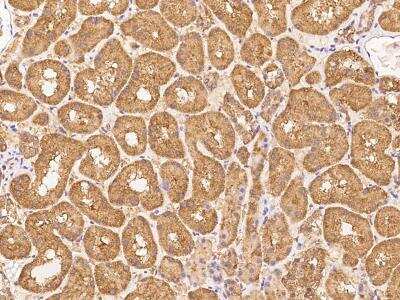 Immunohistochemistry-Paraffin: ZNF665 Antibody [NBP3-06044] - Immunochemical staining of human ZNF665 in human kidney with rabbit polyclonal antibody at 1:100 dilution, formalin-fixed paraffin embedded sections.