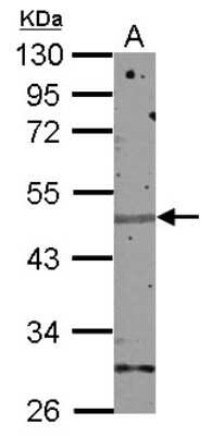 Western Blot: ZNF672 Antibody [NBP2-15178] - Sample (50 ug of whole cell lysate) A: mouse brain 10% SDS PAGE, antibody diluted at 1:500.