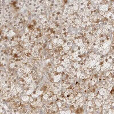 Immunohistochemistry-Paraffin: ZNF678 Antibody [NBP1-81079] - Staining of human adrenal gland shows cytoplasmic positivity in glandular cells.