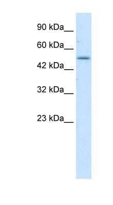 Western Blot ZNF683 Antibody - BSA Free