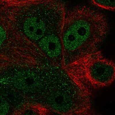 Immunocytochemistry/Immunofluorescence: ZNF687 Antibody [NBP2-58559] - Staining of human cell line MCF7 shows localization to nucleoplasm & cytosol. Antibody staining is shown in green.