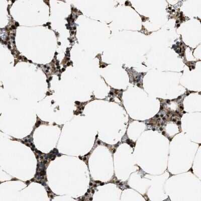 Immunohistochemistry-Paraffin ZNF687 Antibody - BSA Free