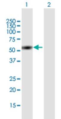 Western Blot: ZNF689 Antibody [H00115509-B01P] - Analysis of ZNF689 expression in transfected 293T cell line by ZNF689 polyclonal antibody.  Lane 1: ZNF689 transfected lysate(55 KDa). Lane 2: Non-transfected lysate.
