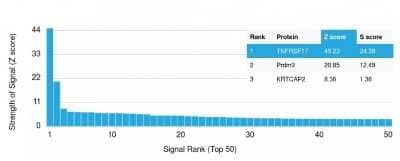 Protein Array ZNF690 Antibody (ZSCAN29/2610)