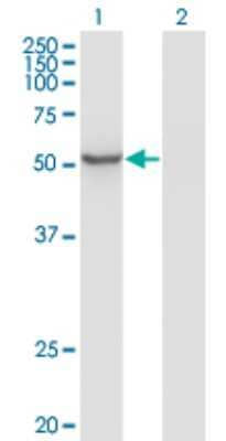 Western Blot: ZNF70 Antibody (1D8) [H00007621-M01] - Analysis of ZNF70 expression in transfected 293T cell line by ZNF70 monoclonal antibody (M01), clone 1D8.Lane 1: ZNF70 transfected lysate (Predicted MW: 50.8 KDa).Lane 2: Non-transfected lysate.