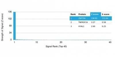 Protein Array: ZNF704 Antibody (PCRP-ZNF704-3C10) - Azide and BSA Free [NBP3-14168] - Analysis of Protein Array containing more than 19,000 full-length human proteins using ZNF704 Antibody (PCRP-ZNF704-3C10).