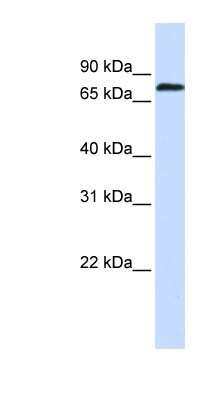 Western Blot ZNF714 Antibody - BSA Free