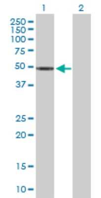 Western Blot: ZNF718 Antibody [H00255403-B01P] - Analysis of ZNF718 expression in transfected 293T cell line by ZNF718 polyclonal antibody.  Lane 1: ZNF718 transfected lysate(52.58 KDa). Lane 2: Non-transfected lysate.