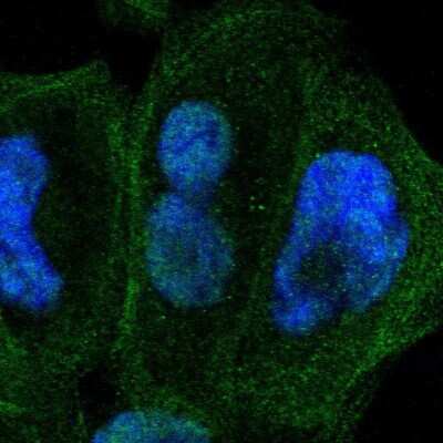 Immunocytochemistry/ Immunofluorescence ZNF74 Antibody