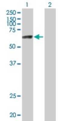 Western Blot: ZNF74 Antibody [H00007625-B01P] - Analysis of ZNF74 expression in transfected 293T cell line by ZNF74 polyclonal antibody.  Lane 1: ZNF74 transfected lysate(70.84 KDa). Lane 2: Non-transfected lysate.