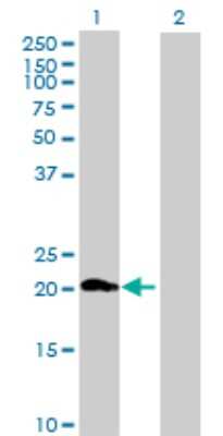 Western Blot: ZNF747 Antibody [H00065988-B01P] - Analysis of ZNF747 expression in transfected 293T cell line by ZNF747 polyclonal antibody.  Lane 1: MGC2474 transfected lysate(21.01 KDa). Lane 2: Non-transfected lysate.