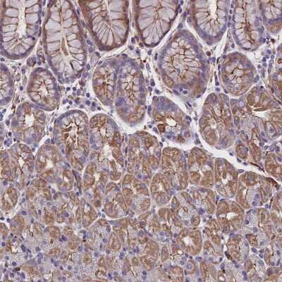 Immunohistochemistry-Paraffin: ZNF749 Antibody [NBP1-93997] - Staining of human stomach shows cytoplasmic positivity in glandular cells.