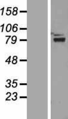 Western Blot: ZNF750 Overexpression Lysate (Adult Normal) [NBP2-06303] Left-Empty vector transfected control cell lysate (HEK293 cell lysate); Right -Over-expression Lysate for ZNF750.