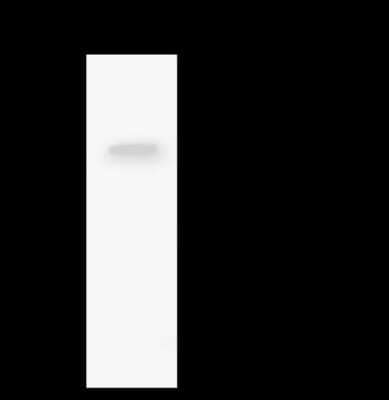 Immunoprecipitation: ZNF766 Antibody [NBP2-98465] - ZNF766 was immunoprecipitated using: Lane A: 0.5 mg U251MG Whole Cell Lysate 4 ul anti-ZNF766 rabbit polyclonal antibody and 60 ug of Immunomagnetic beads Protein A/G.  Primary antibody: Anti-ZNF766 rabbit polyclonal antibody, at 1:100 dilution. Secondary antibody: Clean-Blot IP Detection Reagent (HRP) at 1:1000dilution. Developed using the ECL technique. Performed under reducing conditions. Predicted band size: 54 kDa. Observed band size: 45 kDa