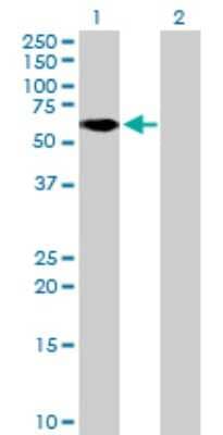 Western Blot: ZNF777 Antibody [H00027153-B01P] - Analysis of ZNF777 expression in transfected 293T cell line by ZNF777 polyclonal antibody.  Lane 1: KIAA1285 transfected lysate(56.98 KDa). Lane 2: Non-transfected lysate.