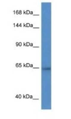 Western Blot ZNF780A Antibody - BSA Free