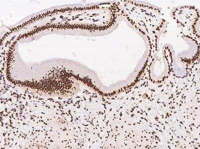Immunohistochemistry-Paraffin ZNF782 Antibody - BSA Free