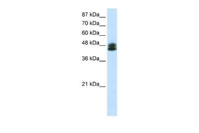 Western Blot ZNF785 Antibody - BSA Free