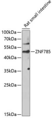 Western Blot ZNF785 Antibody - BSA Free