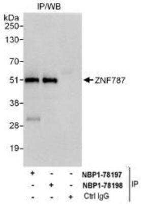 Western Blot ZNF787 Antibody