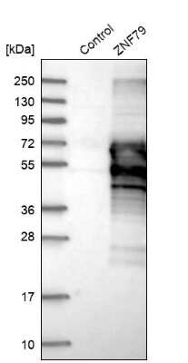 Western Blot ZNF79 Antibody - BSA Free