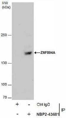 Immunoprecipitation ZNF804A Antibody