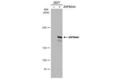 Western Blot ZNF804A Antibody