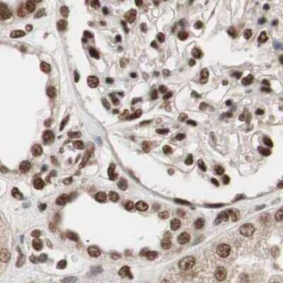 Immunohistochemistry-Paraffin: ZNF828 Antibody [NBP1-88402] - Staining of human kidney.