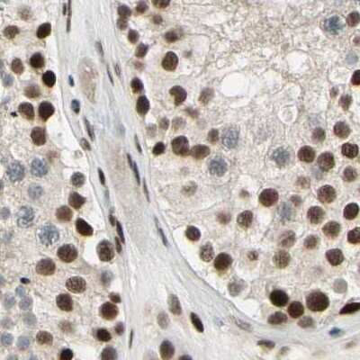 Immunohistochemistry-Paraffin: ZNF828 Antibody [NBP1-88403] - Staining of human testis.