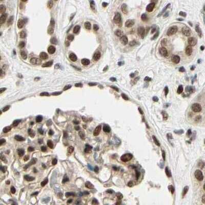 Immunohistochemistry-Paraffin: ZNF828 Antibody [NBP1-88403] - Staining of human kidney.