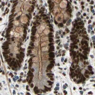 Immunohistochemistry-Paraffin: ZNF828 Antibody [NBP1-88403] - Staining of human colon.