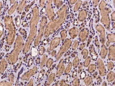 Immunohistochemistry-Paraffin: ZNF842 Antibody [NBP2-98003] - Immunochemical staining of human ZNF842 in human kidney with rabbit polyclonal antibody at 1:100 dilution, formalin-fixed paraffin embedded sections.