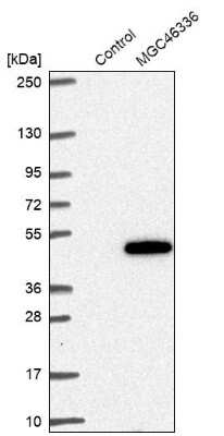 Western Blot: ZNF843 Antibody [NBP1-93468] - Analysis in control (vector only transfected HEK293T lysate) and LY403727 over-expression lysate (Co-expressed with a C-terminal myc-DDK tag (3.1 kDa) in mammalian HEK293T cells).
