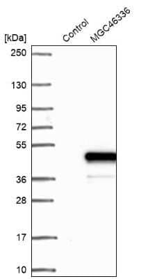 Western Blot ZNF843 Antibody - BSA Free