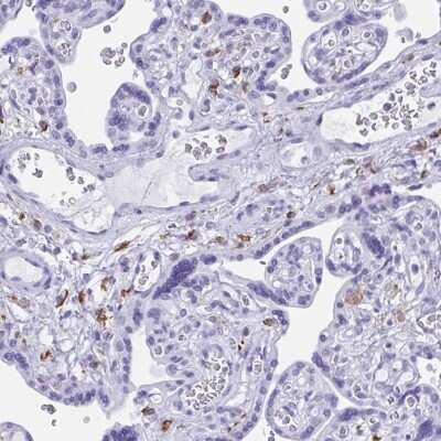 Immunohistochemistry-Paraffin ZNF850 Antibody - BSA Free