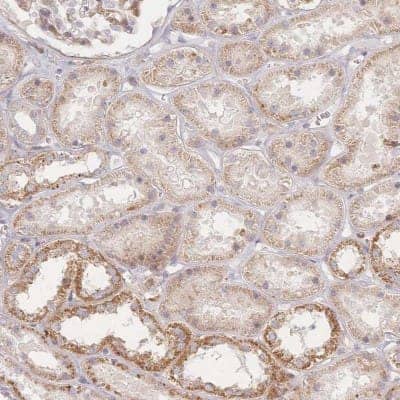 Immunohistochemistry-Paraffin ZNF852 Antibody - BSA Free